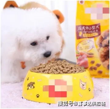 美國寵物用品銷量攀升 趨勢(shì)分析與產(chǎn)品分類指南