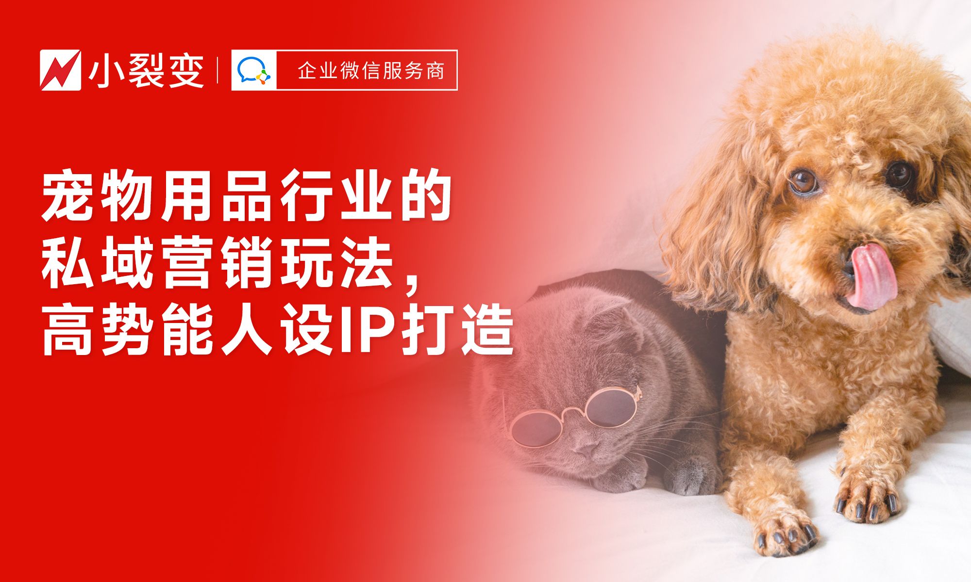 從“鏟屎官”到“寵物專家” 私域營銷時(shí)代下，寵物用品行業(yè)如何打造高勢能人設(shè)IP驅(qū)動銷售增長