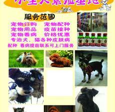 國內寵物貓養殖基地與上海寵物繁殖基地及用品銷售全指南